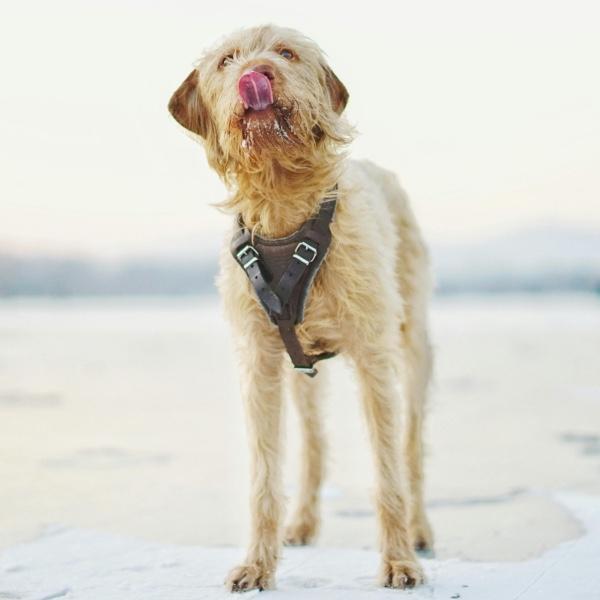 Accessoires en cuir pour animaux , comment allier confort et style ?