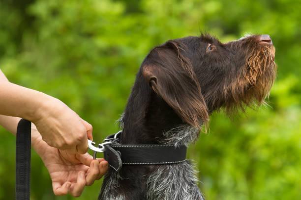 Élégance et Durabilité des Accessoires en Cuir pour Animaux de Compagnie dans la Sarthe